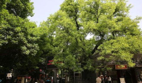 农村苗木购销种植的赚钱机会 选对树种是关键