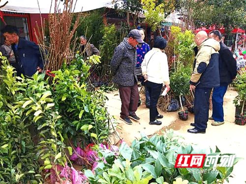 人勤春来早·苗木走俏三湘 武冈市掀起树木种植经营新热潮