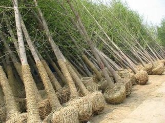 吉林3公分银杏树 免费咨询与树木种植经营全指南