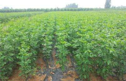 探寻涉县速生白蜡种植基地 10公分批发与树木经营之道