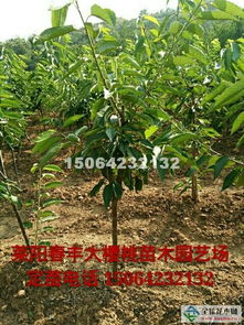 山东莱阳春丰樱桃苗木园艺场 三十年铸就大樱桃之乡的产业龙头