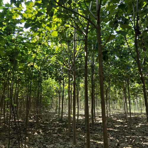 河南梓树市场价格与种植经营分析