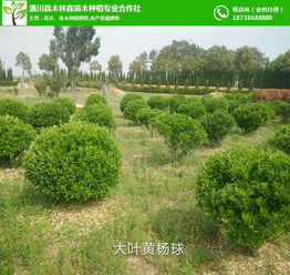 木林森苗木 潢川苗圃绿化的绿色源泉