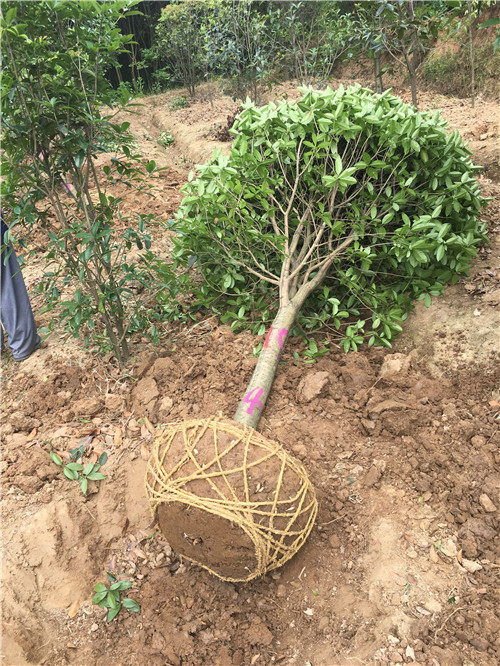 绿化6公分孟津桂花种植规范与操作指南