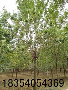红提苗选购与种植全面指南 价格、型号与管理技巧