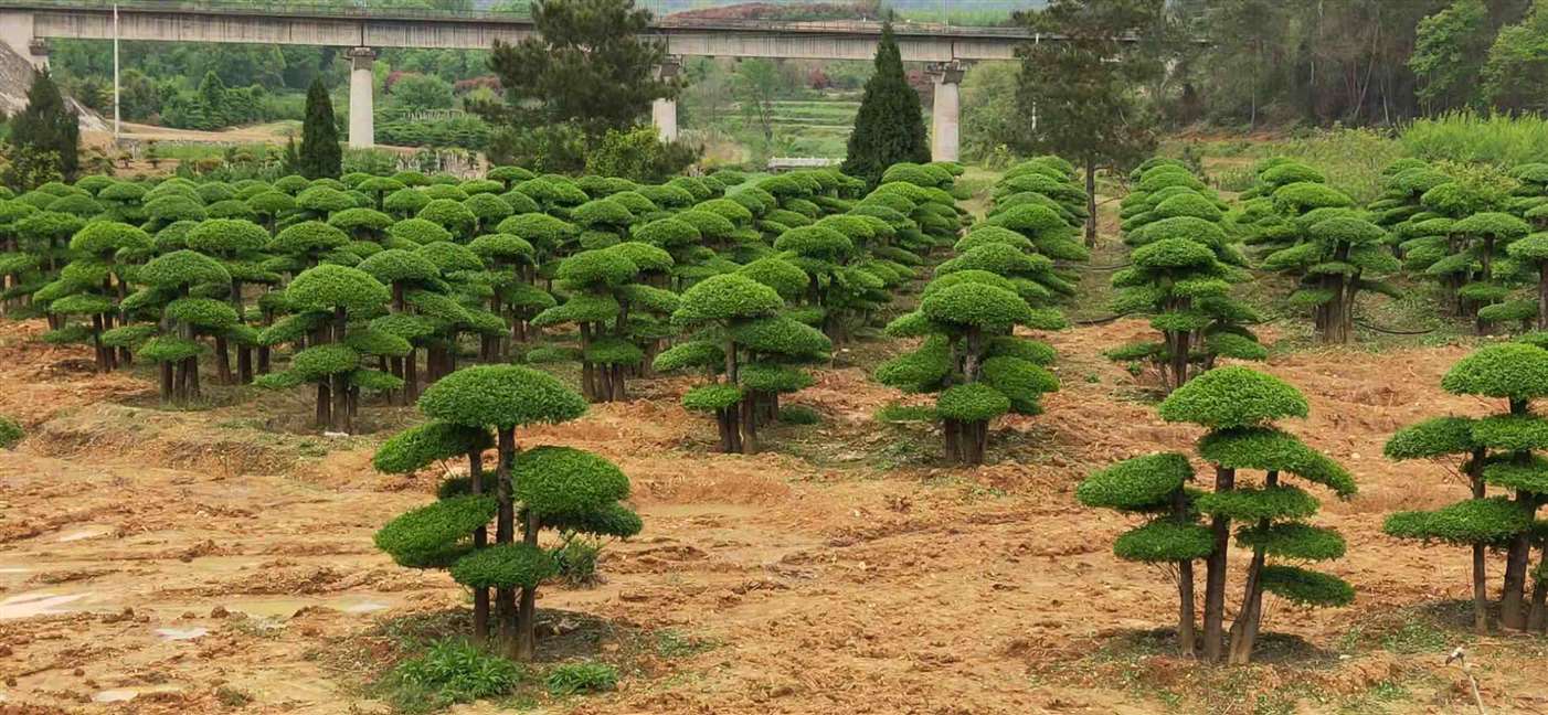 湖北对接白蜡树|树木盆栽图片及价格-湖北对节白蜡-京山对