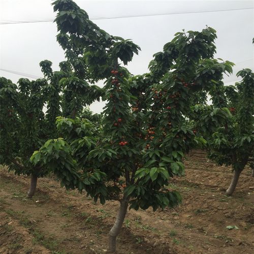 园林工厂网 园林植物 乔木 优质1米高樱桃苗什么价格1米高樱桃苗种植