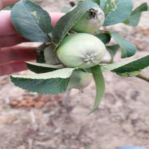 4公分苹果苗种植当年结果