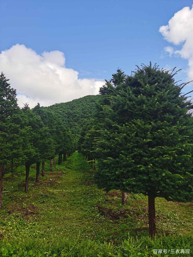 秋季种植树木,掌握技术要点提高成活率,需要避开的问题