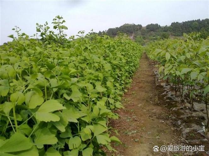 银杏种植:成本与利润分析 银杏树种植产业发展迅速,银杏树具有极高的