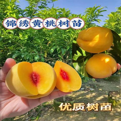 桃树果苗当年结果南方北方种植特大桃子树早熟水蜜桃嫁接冬桃树苗