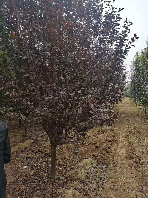 郓城正茂园林 深耕乡土树种，大叶女贞与国槐种植经营的绿色实践